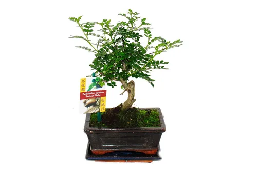Exotenherz Bonsai Szechuan-Pfeffer - Zanthoxylum piperitum - Bonsai mit duftendem Szechuan-Pfeffer, ca. 6 Jahre alt, ideal für Fensterbänke und Sommer im Freien, bringt besonderen Duft ins Zuhause.