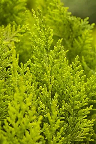 Chamaecyparis lawsoniana 'Ivonne' 15–20 cm – Winterhart, Immergrün, Pflegeleicht – Gelbe Scheinzypresse – Heckenpflanze für Garten & Sichtschutz