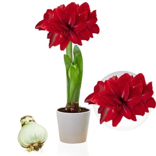 Amaryllis Zwiebel Double Dark Red in rot von DUTCH BULBS EXCLUSIVE PLANTS FROM HOLLAND