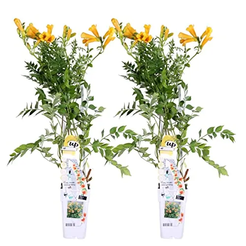 Bloomique 2er-Set Campsis Radicans Flava