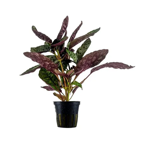 Wasserpflanzen von AQUARISTIKWELT24