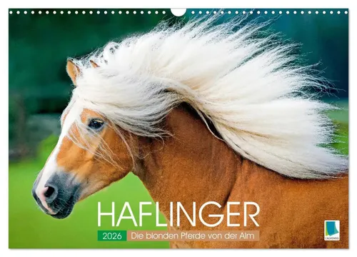Calvendo Haflinger Wandkalender 2025 von CALVENDO
