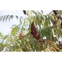 Gehölz Rhus typhina Dissecta - Essigbaum, 1 St. - Exotische Pflanzen für Deinen Garten - Gartenpflanze mit buschiger Wuchsform, ideal für sonnige, windgeschützte Standorte. Attraktive grünlich-gelbe Blüten von Juni bis August.