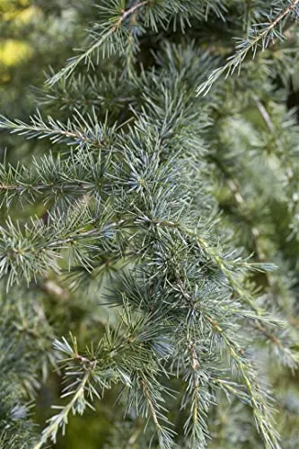 Cedrus deodara - Himalaya-Zeder, immergrün, pflegeleicht - Baumsamen & -pflanzen. Diese winterharte, pyramidenförmige Zeder bringt ganzjährig exotischen Flair in Ihren Garten und ist ideal für große Gärten oder Parkanlagen.