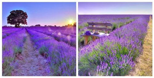 Kunst Lila von Levandeo