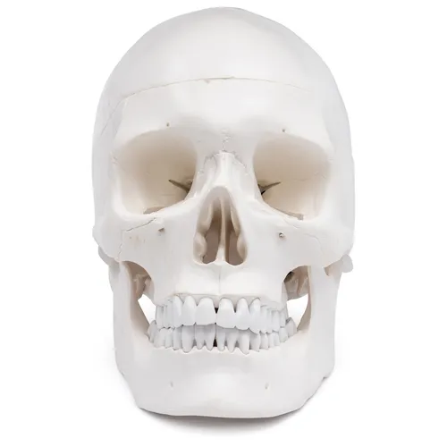 Schädel Anatomie Modell lebensgroß 4 teilig mit Dura Mater bewegliche Kiefer