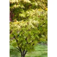 Acer Palmatum Autumn Glory Japanischer Ahorn 200–250 cm Leuchtend Rot