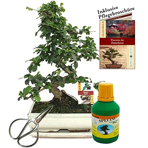 Exotenherz Bonsai Fukientee Carmona microphylla - Geschenk-Set - Zimmerpflanze mit 10 Jahren Erfahrung, inklusive passendem Untersetzer und Bonsai-Dünger. Ideal für ein helles Fenster und entwickelt das ganze Jahr über schöne Blüten.