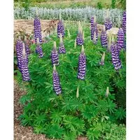 Lupinus polyphyllus 'Kastellan', Lupine, violett, ca. 11x11 cm Topf