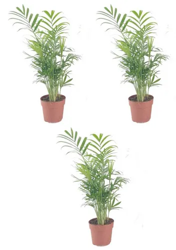 meinvipshop Zimmerpflanze Bergpalme 3er Set 45cm Zimmerpflanze