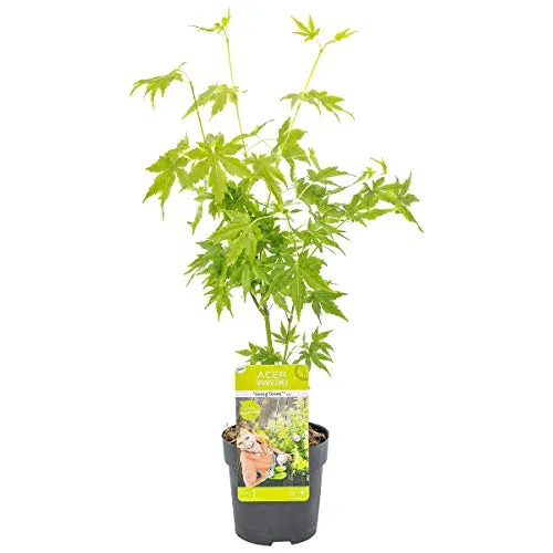 Bloomique