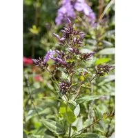Phlox Divaricata Wolken Duftphlox Ca. 9x9 cm Topf