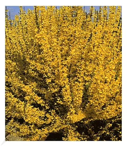 BALDUR Garten Forsythie, 1 Pflanze, Goldglöckchen Goldflieder (Forsythia), Wind- & Sichtschutz, winterhart, blühend, Schnittblume, Forsythia intermedia