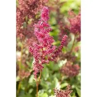 Astilbe Japonica Bremen Prachtspiere Ca. 9x9 cm Topf