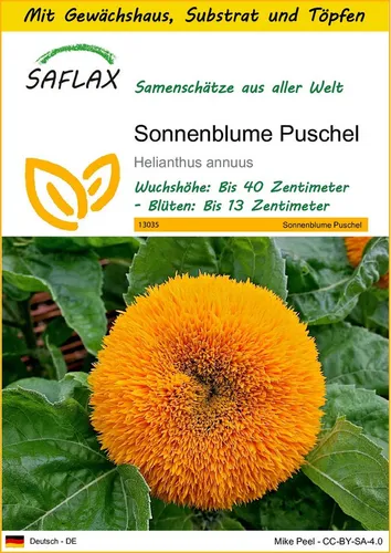 SAFLAX Blumensamen SAFLAX - Anzuchtset - Sonnenblume Puschel