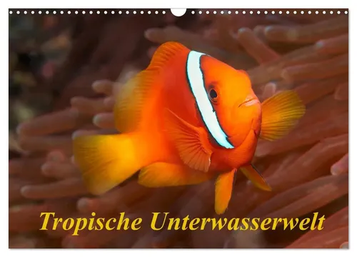 Martin Rauchenwald | Tropische Unterwasserwelt Wandkalender 2026 - Kalender mit 14 faszinierenden Unterwasserfotos tropischer Fische, ideal für alle Reisefans und Naturliebhaber, Format: DIN A3.