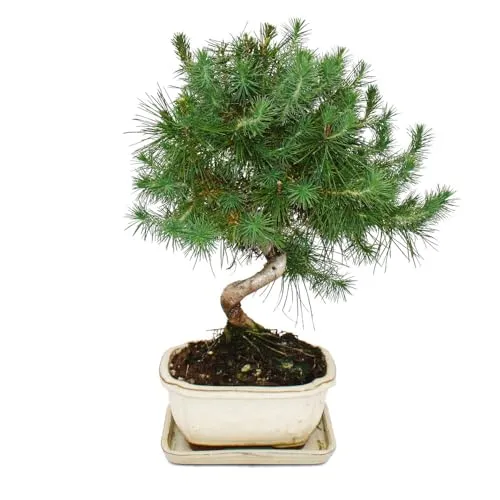 Exotenherz Bonsai Aleppo-Kiefer in grün von Exotenherz