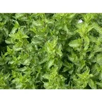Mentha Spicata Crispa Krauseminze Ca. 11x11 cm Topf