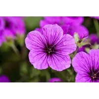 Geranium Sanguineum Blutstorchschnabel Ca. 12 cm Topf