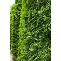 Thuja occidentalis ‘Columna’ - Säulen-Lebensbaum, immergrün - Ziergehölze, ideal für schmale Gartenräume, bietet ganzjährig Sichtschutz und elegante Struktur dank seiner schmalen, aufrechten Wuchsform.