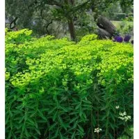 Produktbild Hohe Wolfsmilch - Euphorbia cornigera