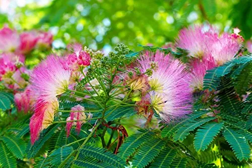 Schlafbaum Seidenakazie - 20 Samen