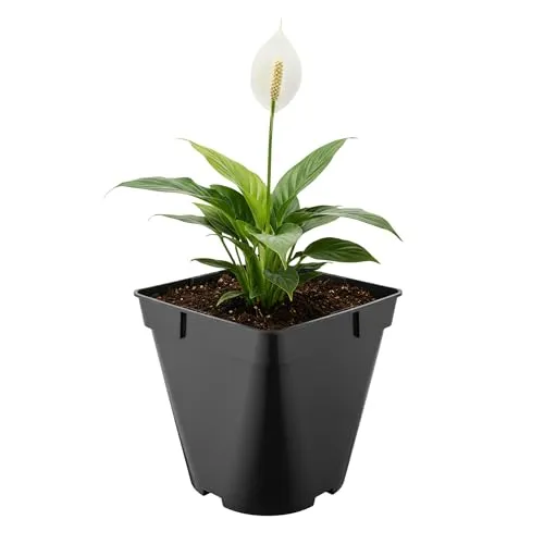 Garronda Pflanztopf Kunststoff 18 x 18 x 18 cm (4L) eckig abgerundet mit Drainagelöchern Blumentopf robust für Garten Gewächshaus Balkon Innen Außenbereich Schwarz GD-0200