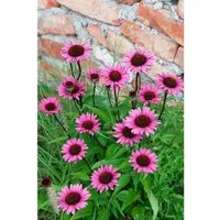 Echinacea Purpurea Fatal Attraction R Purpur Sonnenhut Ca. 11x11 cm Topf