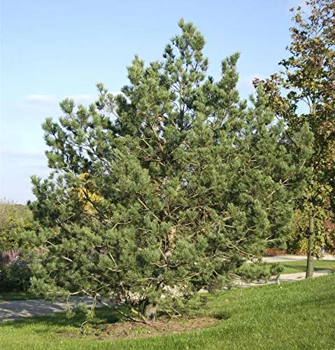 Waldkiefer 60-80cm