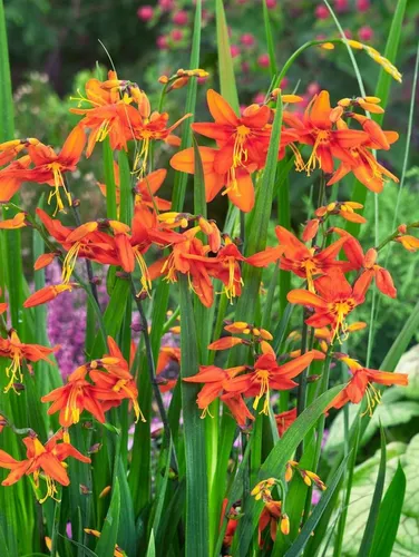 Pflanzen für Dich Staude Crocosmia Red King