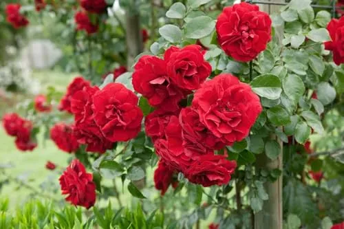 Rosa 'Amadeus' - Kletterrose, leuchtend rote Blüten, Blütezeit Juni-Oktober, ideal für Spaliere, duftend, winterhart