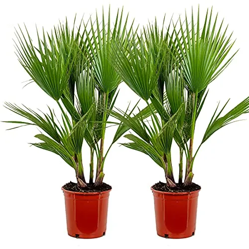 Bloomique - 2er Set - Washingtonia Robusta - Mexikanische Fächerpalme - Palme - Winterharte Balkonpflanzen - Gartenpflanzen Winterhart - Höhe 80-100 cm - Topf 21 cm