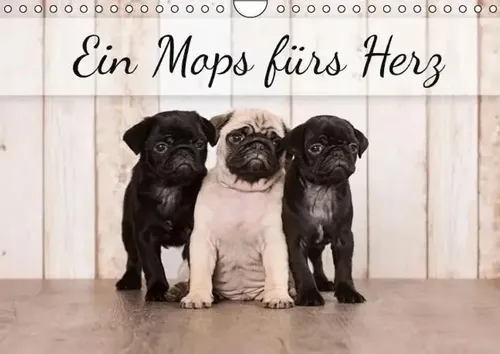 Ein Mops fürs Herz (Wandkalender immerwährend DIN A4 quer) | Nicole Noack