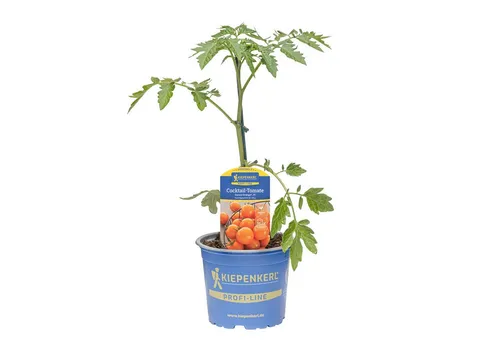 Pflanzen für Dich Gemüsepflanze Cocktail-Tomate Curaso® Orange veredelt F1 12cm Topf 8er Set