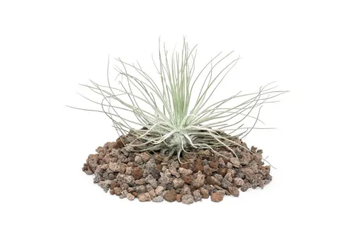 Produktbild Exotenherz Zimmerpflanze Tillandsia magnusiana - lose Pflanze