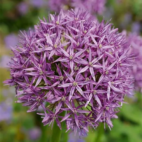 Bloomique - 15er-Mix - Allium Purple Sensation - Look - Zierzwiebel - Lila - Blumenzwiebeln - Frühlingsblüher - Mehrjährige Pflanzen - Wird bis zu 70-90 cm groß
