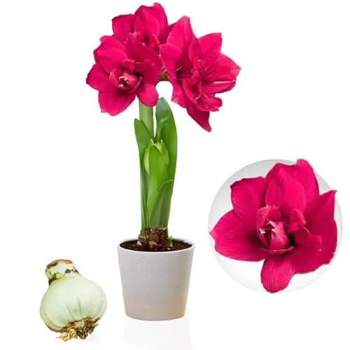 Amaryllis Zwiebel Double Pink in pink von DUTCH BULBS