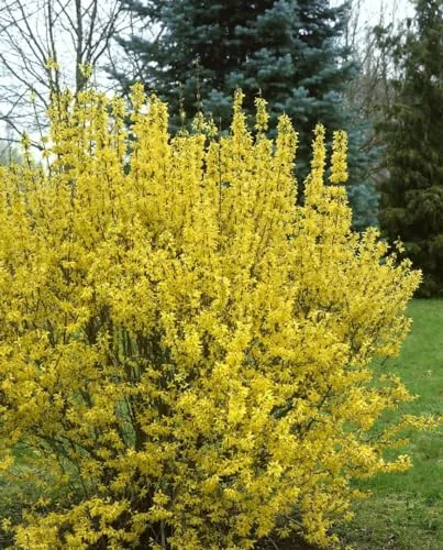 Forsythia intermedia 'Goldrausch' 60-80 cm - Pflegeleichte Forsythie mit leuchtend gelben Blüten - Pflegeleichte Forsythie mit leuchtend gelben Blüten, ideal für Hecken und winterhart bis -20 °C. Bringen Sie Farbe in Ihren Garten im Frühling!