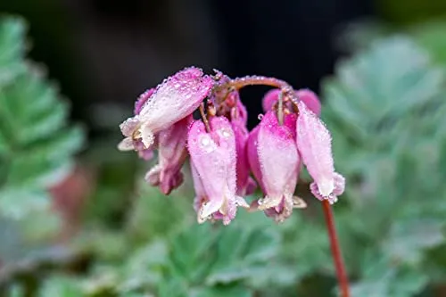 Dicentra formosa 'Luxuriant', Tränendes Herz, rosa, 9x9 cm Topf - Robuste Gartenstaude mit elegantem Laub und langen Blütezeiten. Ideal für schattige Plätze und schöne Akzente im Garten. Pflegeleicht und winterhart.