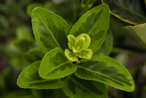 Euonymus Japonicus Aureomarginatus Spindelstrauch – Gelb-Grün, 100–125 cm