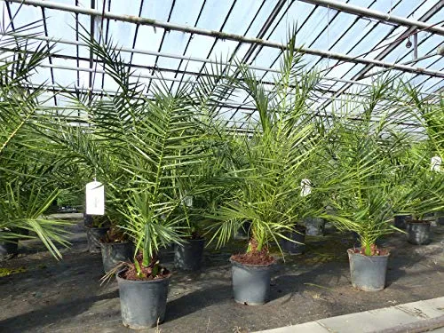 gruenwaren jakubik Palme 140 cm - Phoenix canariensis, kanarische Dattelpalme - Baumsamen & -pflanzen, kräftige Premiumqualität für Innen und Außen (im Sommer) mit einer Höhe von 120 - 140 cm, ideal für einen exotischen Flair.