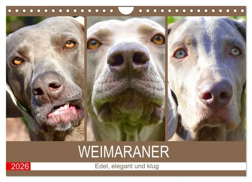 Weimaraner Wandkalender 2026