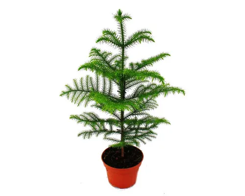 Exotenherz Zimmerpflanze Zimmertanne - Araucaria heterophylla - 17m Topf - ca. 60-80cm hoch