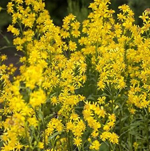 Goldrute Goldkind - Solidago von Baumschule