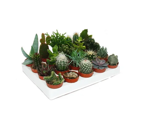 Produktbild Exotenherz Kaktus Starter Set XXL