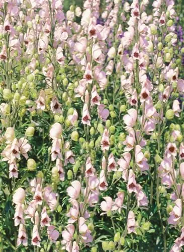 Aconitum napellus 'Rubellum' 11x11 cm Topf – Winterhart, Mehrjährig, Pflegeleicht – Eisenhut – Staude für Beet & Schattenbereich