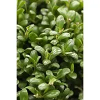 Produktbild Ilex crenata 'Convexa' 20-25 cm