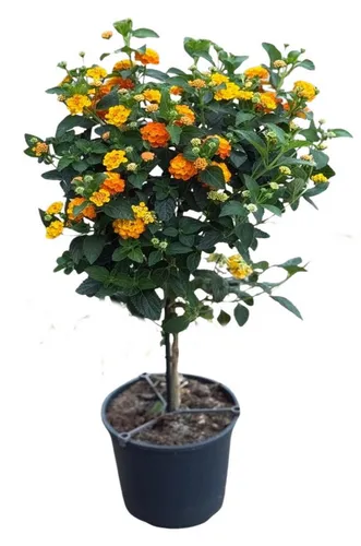 Wandelröschen Stamm 75cm XXL - Lantana - Wandelröschen auf Stamm mit ca. 75cm Höhe. Diese pflegeleichte Zierpflanze begeistert mit leuchtenden Blüten und ist ideal für Kübel und Beete. Perfekt für einen sonnigen Standort und zieht Schmetterlinge an.