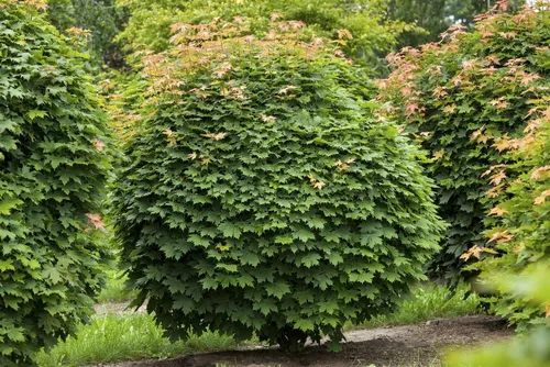Acer platanoides 'Globosum' - Kugelahorn 80 cm - Baumsamen & -pflanzen, kompakte Wuchsform ideal für kleine Gärten, pflegeleicht und winterhart bis -25 °C, perfekt für städtische Umgebungen.