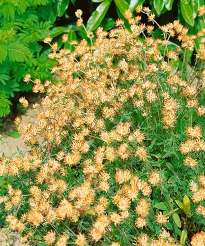 Anthyllis vulneraria ca. 9x9 cm Topf - Wundklee, gelbe Blüten, Blütezeit Mai-August, ideal für Steingärten, bienenfreundlich, pflegeleicht